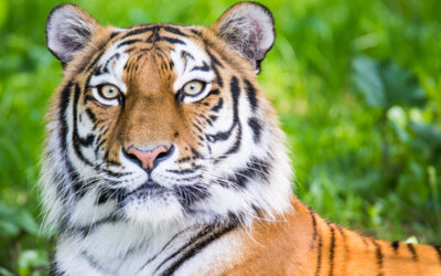 Nyt tiger-plejehjem i Knuthenborg Safaripark